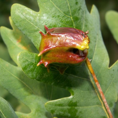 Andricus quercuscalicis 