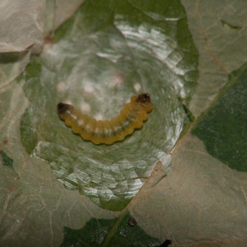 Tischeria ekebladella