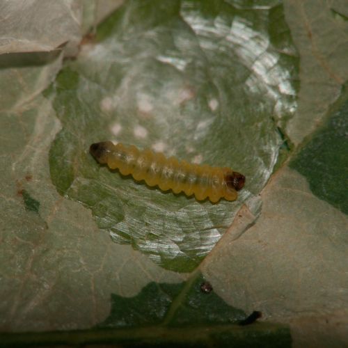 Tischeria ekebladella