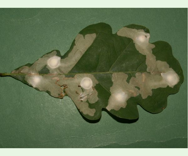 Tischeria ekebladella