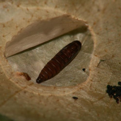 Tischeria ekebladella