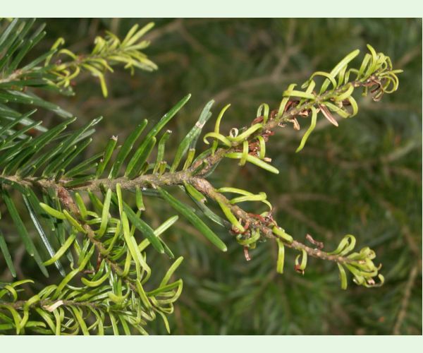 Dreyfusia piceae