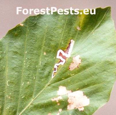 Leaf miner Stigmella tityrella