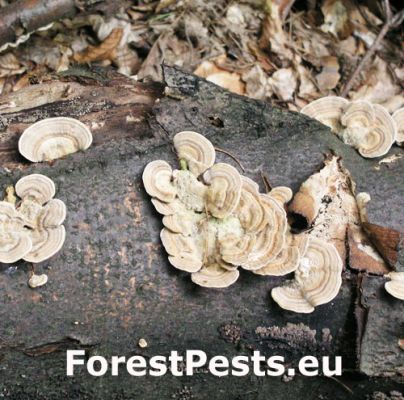 Gilled polypore