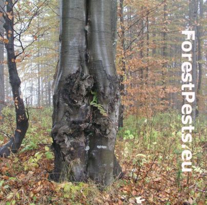 Beech bark disease