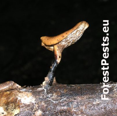 Variable polypore