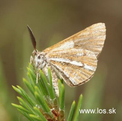 Bordered white