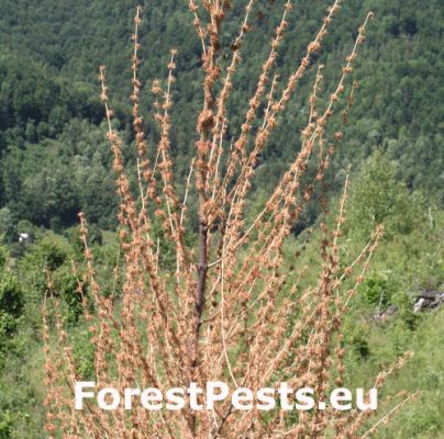 Fusarium subglutinans 