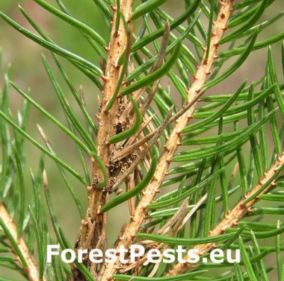 European spruce budmoth