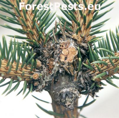 Spruce bark tortrix Cydia pactolana