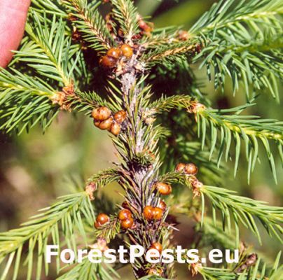 Spruce Bud Scale