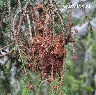 Spruce webworm