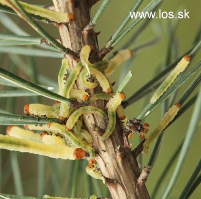 Pine sawfly