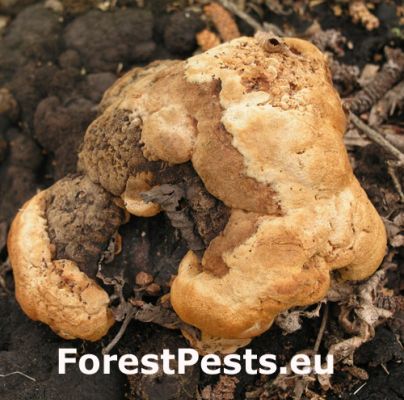 Fungus Gloeophyllum odoratum 