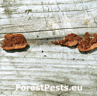 Yellow-red gill polypore