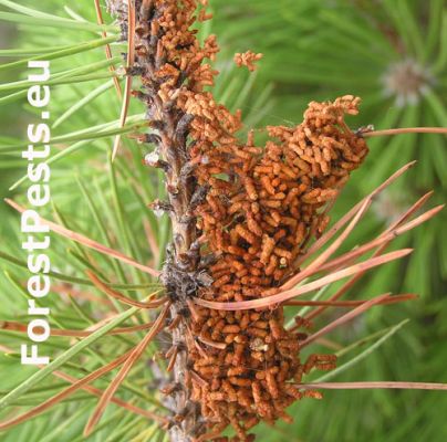 Web-spinning pine-sawfly