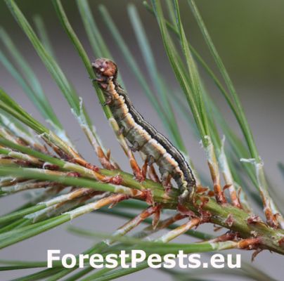 Pine beauty moth