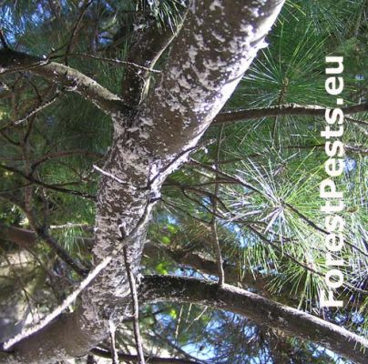 Pine bark adelgid