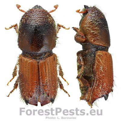 Engraver beetle