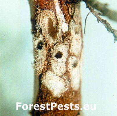 Banded pine weevil