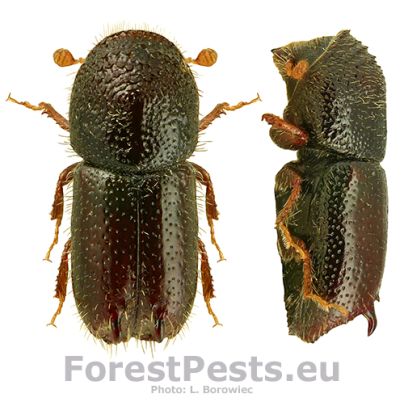 Two-toothed pine beetle