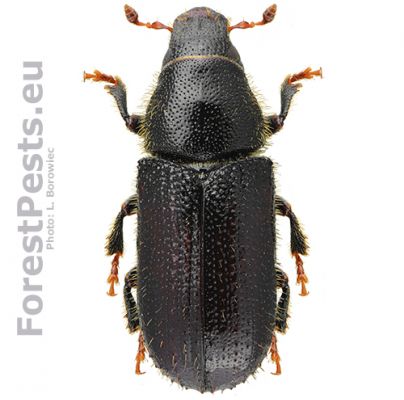 Common pine shoot beetle