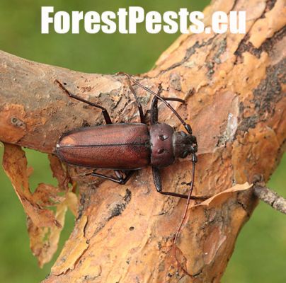 Long-horned beetle Ergates faber 