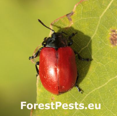 Poplar leaf beetle