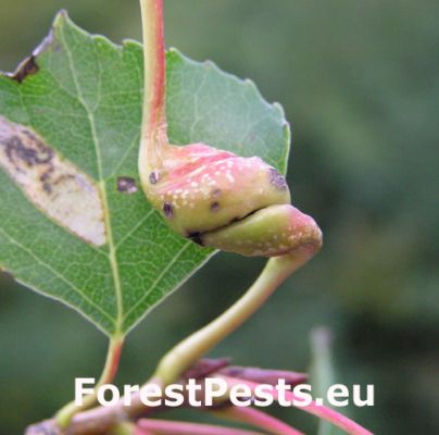 Poplar spiral gall aphid