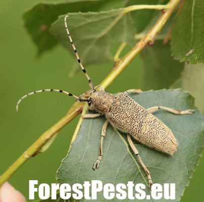 Large poplar longhorned beetle