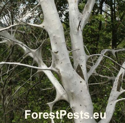 Bird-cherry ermine