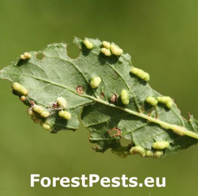 Gall mite Eriophyes similis