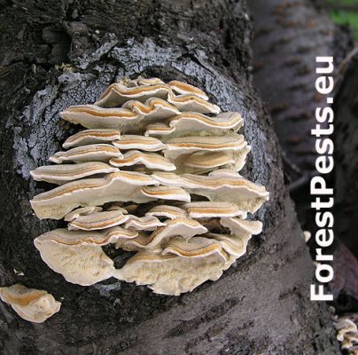 White rot fungus