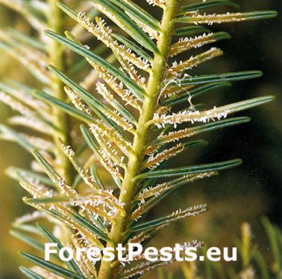 Fir fireweed rust