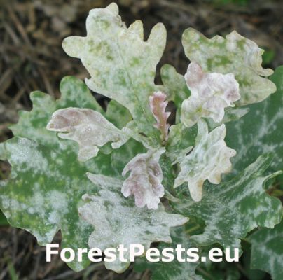 Oak powdery mildew