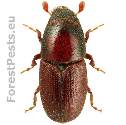 European oak bark beetle