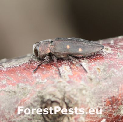 Pit oak splendour beetle