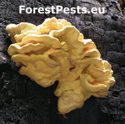 Sulphur fungus rot