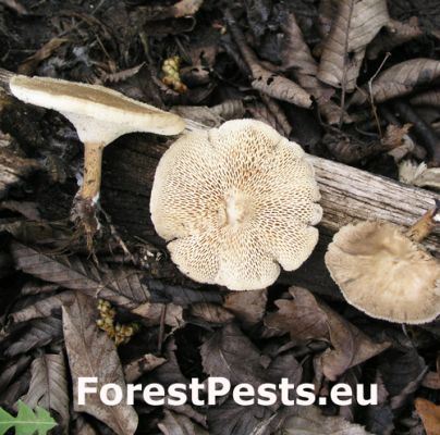 Spring polypore