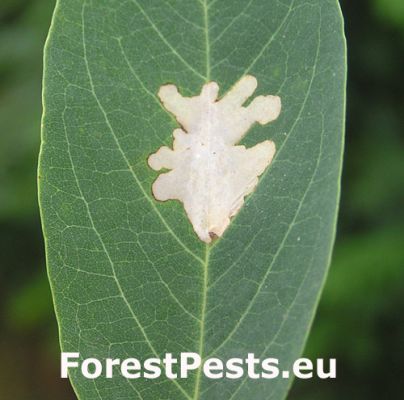 Locust digitate leaf miner