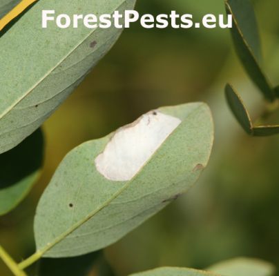 Leaf blotch miner moth