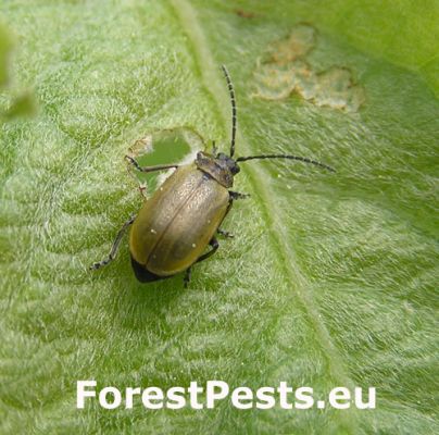 Willow Leaf Beetle