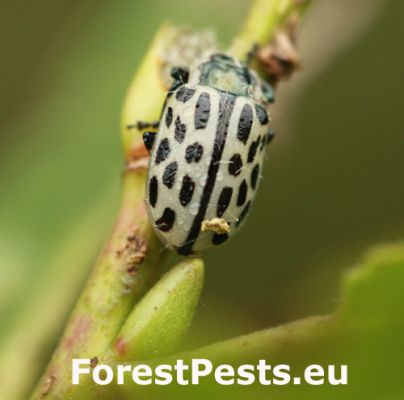 Leaf beetle Chrysomela vigintipunctata