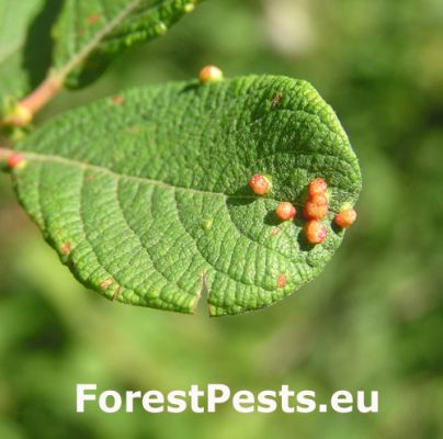 Gall mite Aculus tetanothrix 