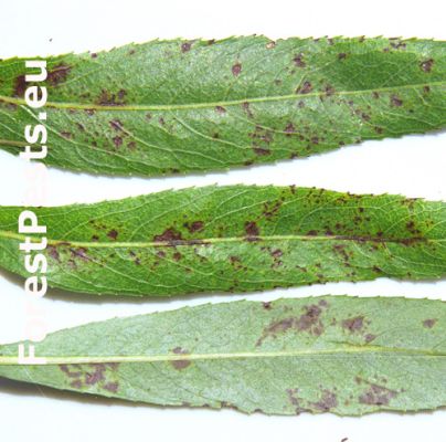 Marssonina leaf spot on salix