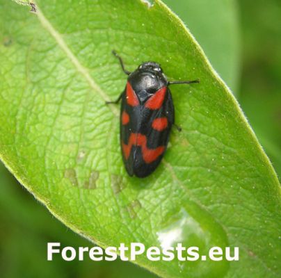 Red-and-black froghopper