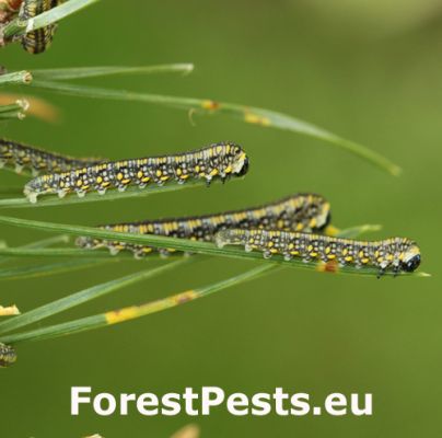 Sawfly Diprion similis