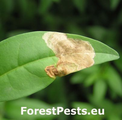 Leaf miner Gracillaria syringella