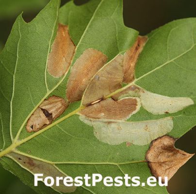 Phyllonorycter platani