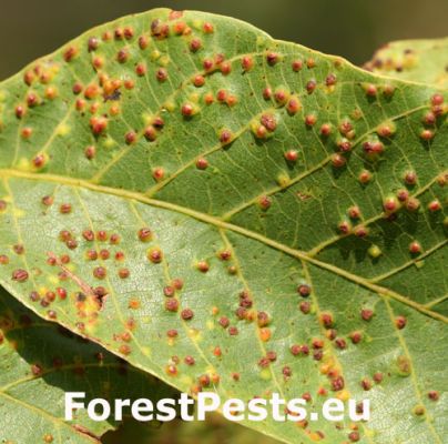 Gall mite Aceria tristriata